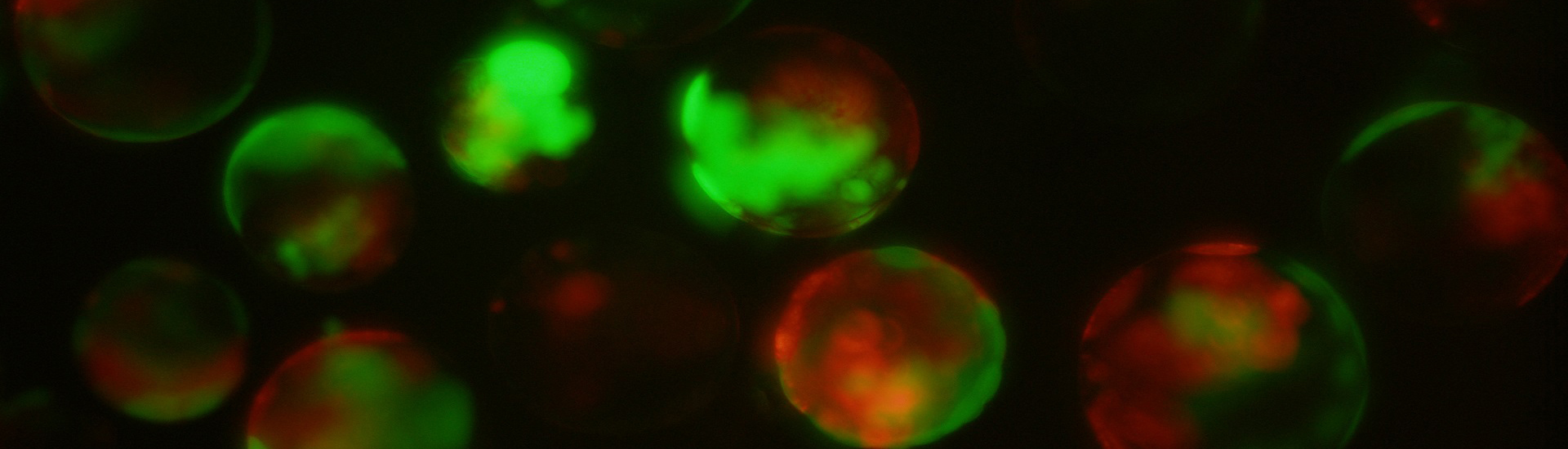 “GOTI”技術讓基因編輯脫靶無處隱藏